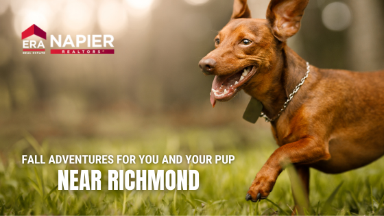 Richmond Fall Dog
